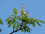 IMG_1336.jpg